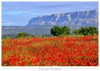 Lavandes & Coquelicots